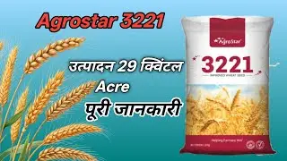 गेहूं की टॉप वैरायटी 3221 | Agrostar wheat top Variety 3221