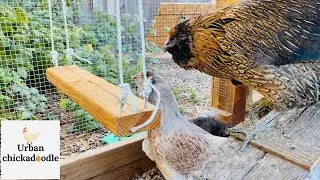 Как сделать куриные качели | Простые куриные качели своими руками
