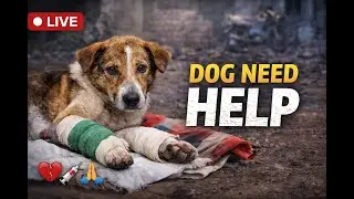 LIVE Rescue Mission Accident Dog Recovery 🌹
