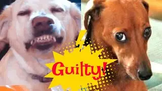 Funny Guilty dogs compilation 2020 #cute #fluffy #funny