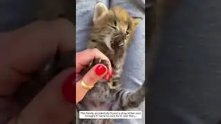 poor baby seval cat #servalcat #kitten #rescue #pets #cute #animals #wildliferescue #wildlife