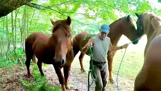 Wait... the Colts are WHERE???? // Our Suffolk Punch Horses got OUT OF THEIR PASTURE!!