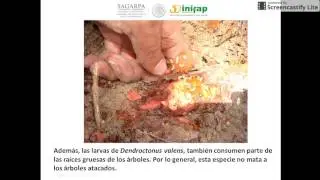 Biología de insectos descortezadores de coníferas: Parte III