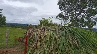 Essa Planta&ccedil;&atilde;o Salva seu Gado na &Eacute;poca da Estiagem.