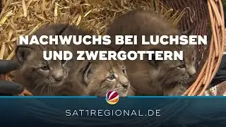 Luchs- und Zwergotter-Nachwuchs im Wildpark Schwarze Berge