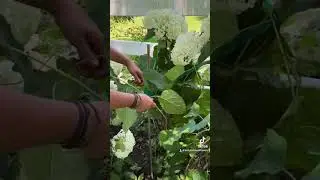 How to Support Hydrangea