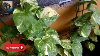 Lucky money earning tree video | copyright Free stock footage 2022