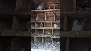 Pigeon farming in village environment #pigeon #голубь #paloma #حمامة #pigeonlover #pet
