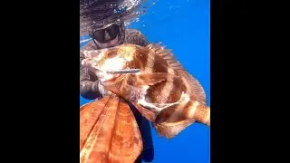 تقنيات صيد الجحور