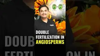 Double Fertilization in Angiosperms Explained | Biology Shorts | NEET Preparation #neetbiology