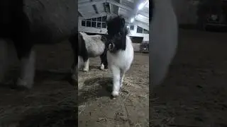Мини энерджайзер #пони #родео #лошади #horse #pony #животные #animals