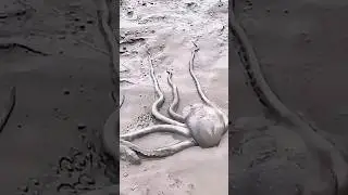 Strange Discovery: Octopus Found Buried in the Sand! #octopus  #marinelife