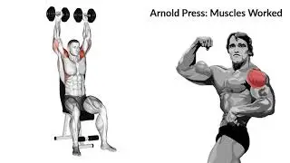 Arnold Press Muscles Worked