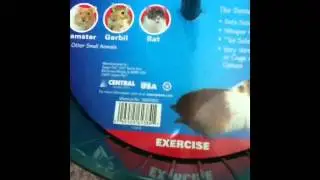 Review: Comfort Wheel