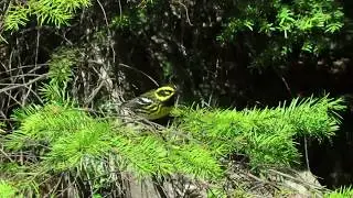 Townsend's Warbler (Setophaga townsendi) Moving Through Bushes,  Feeding on Insects