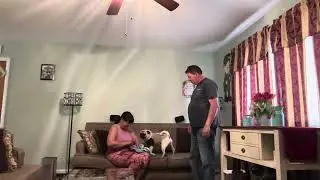 Ever See A Pug Get Excited Over New Clothes?