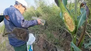 Đặt 20 Chiếc B.ẫ.y Chuột Bảo Vệ Ruộng Ngô Sắp Thu Hoặch | Chuột Đồng Ở Đây Khôn Quá