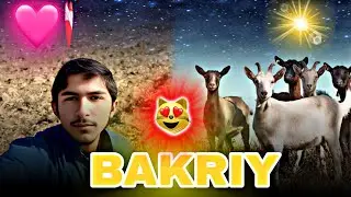 ❤️&zwj;🩹 BAKRIY🐐. MAUSAM OUNT🐪🐫 BAKRIY CHRAY HA #ISMAIL850#foryou#BAKRIY #VIDEOVIRAL.