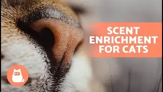 5 WAYS to STIMULATE Your CAT'S SENSE OF SMELL 🐱 (SCENT ENRICHMENT in Cats)