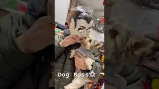 Dog Boss #dog #puppy #bestboss #boss #pets #yorkie #funny #love #doglife #cute #shorts #funny