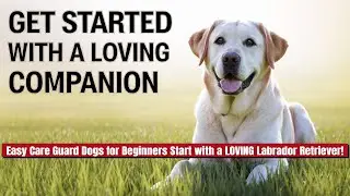 Easy Care Guard Dogs for Beginners Start with a LOVING Labrador Retriever!