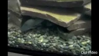 Rio Grande Suckers, Bonytail Chubs, Razorback Suckers, Humpback Chubs, and Hybrids Aquarium