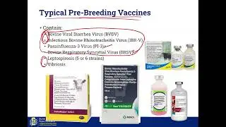 Cattle HQ Live: January - Cow/Calf Health and Reproductive Vaccines
