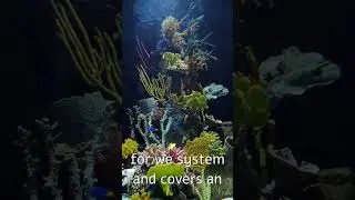 The Great Barrier Reef || World's Largest Coral Reef System || Australia