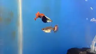 Imported high quality dumboear guppies on stock @ Irfan Aquarium Kolathur Chennai