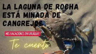 Mis vacaciones en Uruguay. La Laguna de Rocha está minada de cangrejos!!!