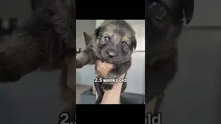 watch my sable german shepherd puppy grow from 3 days to 7 weeks &hearts;️ #germanshepherd #puppy #cutedog