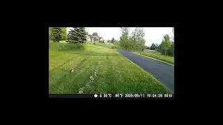 Squirrel that transforms into a Coyote at nighttime