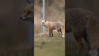 Red Fox Sounds
