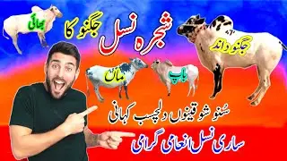 Full History & Story Dand Jagnu Paghia || آگئی پوری نسل سامنے || #bulls