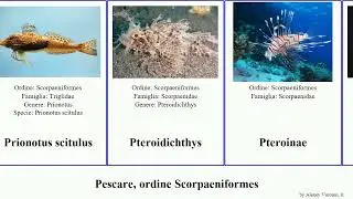 Pescare, ordine Scorpaeniformes sebastes scorpaena lepidotrigla scorpaenopsis scorpaenodes fish