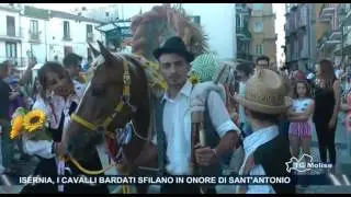 Isernia, i cavalli bardati sfilano in onore di Sant'Antonio