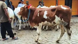 7.000 !! Simental Murah Musim PMK !! Harga Ajorr Mumor !! Pasar Sapi Tuban