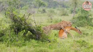 Cheetah Hunting Deer | Cheetah Hunting Gazelle | Cheetah Vs Deer | Cheetah Running Full Speed