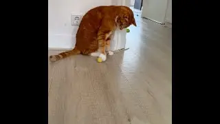 Football timeeee fun Cat Pretzel, Mango, Lupii