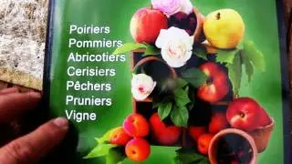 Taille en vert, 5 exemples de taille en vert