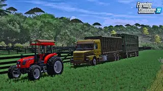 Fazenda simulada #21 | Chegou o gado que comprei do João | Farming simulator 22