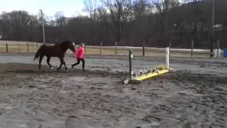 Horse jumping flower boxes