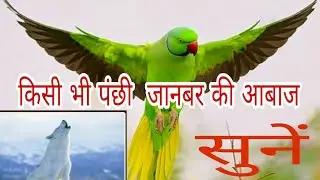 Vest app for Baby ..How to download the sound of animal birds