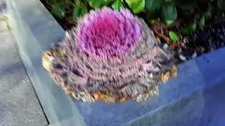 Can you eat ornamental cabbage?