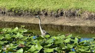 Birds at Suseda Park Today