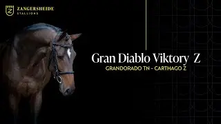 Gran Diablo Viktory Z - Stallion Presentation 2025 ENG