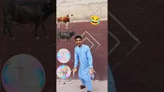 😂 &ldquo;Bakrid Special/ Bhains vs Sher /The Unexpected Twist! #VFXShorts #CowVsSher #BakridComedy