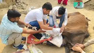 Fibre cast radius ulna fracture #animals #fracture #cow #farming #farming #viralvideo #buffalo 
