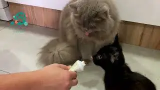Cats Love Hair Remover | Malt-Soft Paste