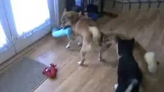 Pawty Shibas Pawty